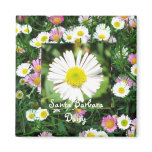 Santa Barbara Daisy magnets