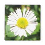 Santa Barbara Daisy Magnets