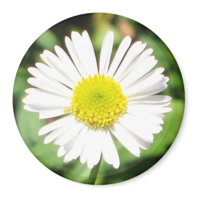Santa Barbara Daisy Refrigerator Magnet by ggbythebay