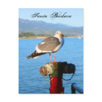 Santa Barbara Seagull Postcard