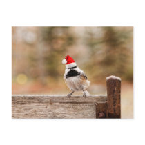 Santa Chickadee Postcard