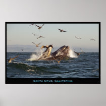 Santa Cruz, California Humpback Whales Poster