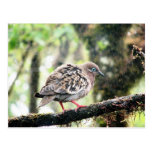 Santa Cruz Island, Galapagos, bird in rain Post Cards