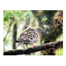 Santa Cruz Island, Galapagos, bird in rain Post Cards
