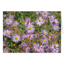 Santa Fe Wild Asters Greeting Cards
