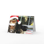 Santa hat cat II cards
