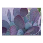 santa rita cactus cards