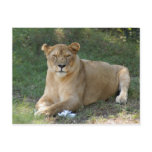 sarabi-toy-020 post cards