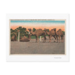 Sarasota, Florida - Camels at Ringling Bros postcards