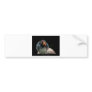 Sarcoramphus papa - King Vulture 01 Bumper Stickers