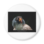 Sarcoramphus papa - King Vulture 01 Magnets