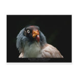 Sarcoramphus papa - King Vulture 01 Post Card