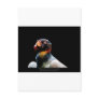 Sarcoramphus papa - King Vulture 02 Postcard