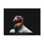Sarcoramphus papa - King Vulture 02 Postcard