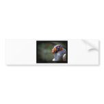 Sarcoramphus papa - King Vulture 03 Bumper Stickers