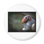Sarcoramphus papa - King Vulture 03 Refrigerator Magnet