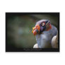 Sarcoramphus papa - King Vulture 03 Post Card