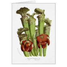 Sarracenia drummundi card