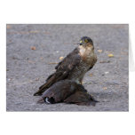 Satisfied Sparrowhawk Cards