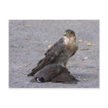 Satisfied Sparrowhawk Postcard