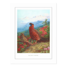 Satyr Tragopan Postcards