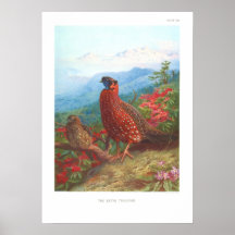Satyr Tragopan Print