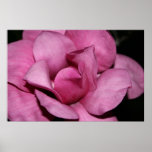 Saucer Magnolia Blossom Posters