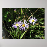 Savanna Aster posters