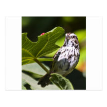 Savanna Sparrow Post Cards