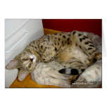 Savannah Cat bunny Card