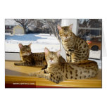 Savannah Cat Group Card