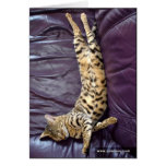 Savannah Cat Sleeping Card