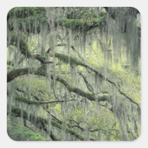 Savannah, Georgia, Live Oak tree draped with Square Sticker