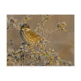 Savannah Sparrow Postcard