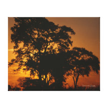 Savannah Sunset Stretched Canvas Prints