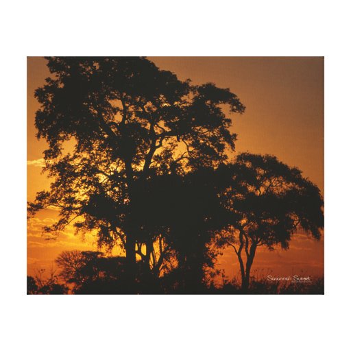 Savannah Sunset Stretched Canvas Prints