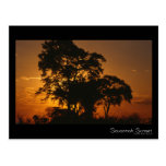 Savannah Sunset Postcard