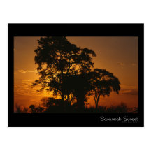 Savannah Sunset Postcard