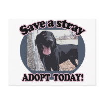 Save a Stray, Adopt Today Post Cards