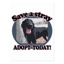 Save a Stray, Adopt Today Postcards