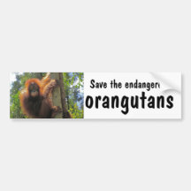 Save Endangered Orangutans Bumper Stickers