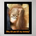 Save Endangered Wildlife Sanctuary Orphans posters