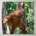 Save Great Apes poster posters