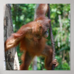 Save Great Apes poster posters