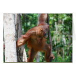 Save Great Apes wildlife note card