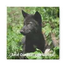 SAVE OUR GREY WOLVES Wildlife Black Wolf Pup