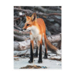 Save Our Planet series red fox post card postcards