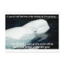 SAVE THE BELUGA WHALES POST CARDS