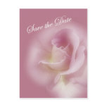 Save the Date - Mauve Rose postcards