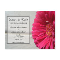 Save the Date Pink Daisy Postcard